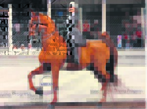 Middelburg ruiters presteer by Bloemskou