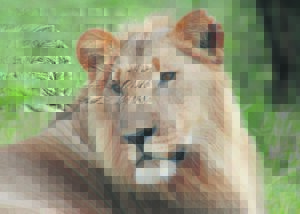 Die koning is terug in die Karoo ná 180 jaar