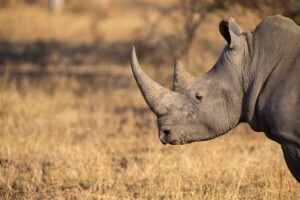 Police arrest two suspected rhino poachers