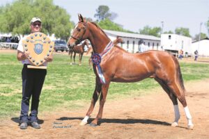 Futurity-kompetisie ‘n eerste vir skou
