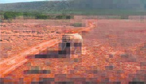 Runaway elephant moved to Mount Camdeboo reserve