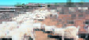 Farmers turn to government en masse as drought worsens