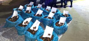 Suspects nabbed with abalone worth over R1 million near Cookhouse