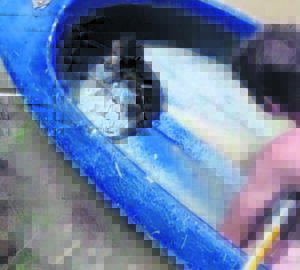 Seldsame otter uit Sondagsrivier gered