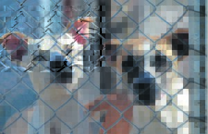 Bleak festive season for SPCA