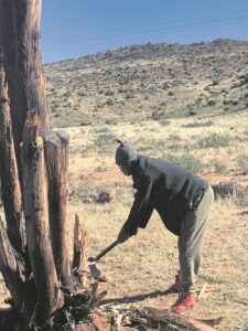 Vlei se bome word bedreig