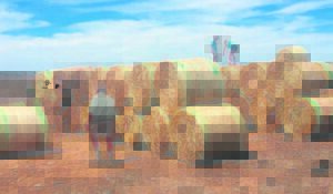 Cradock-boere ontvang hulp met veevoer