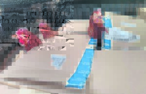 STOEPSTORIE | Die prys van eiers en ander eksistensiële vraagstukke