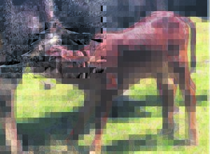 High quality embryo calves born to emerging cattle farmer’s herd