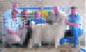 Angora-ramveiling seisoen open