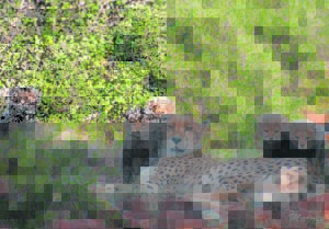 Samara – Afrika-glorie reg op jou voorstoep