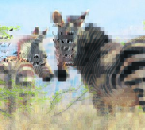 Karoo National Park marks 40th anniversary