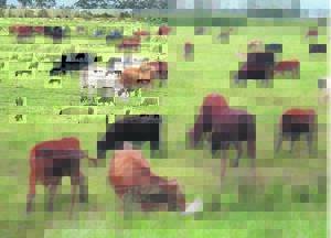 ‘Veediefstal veel erger as syfers’