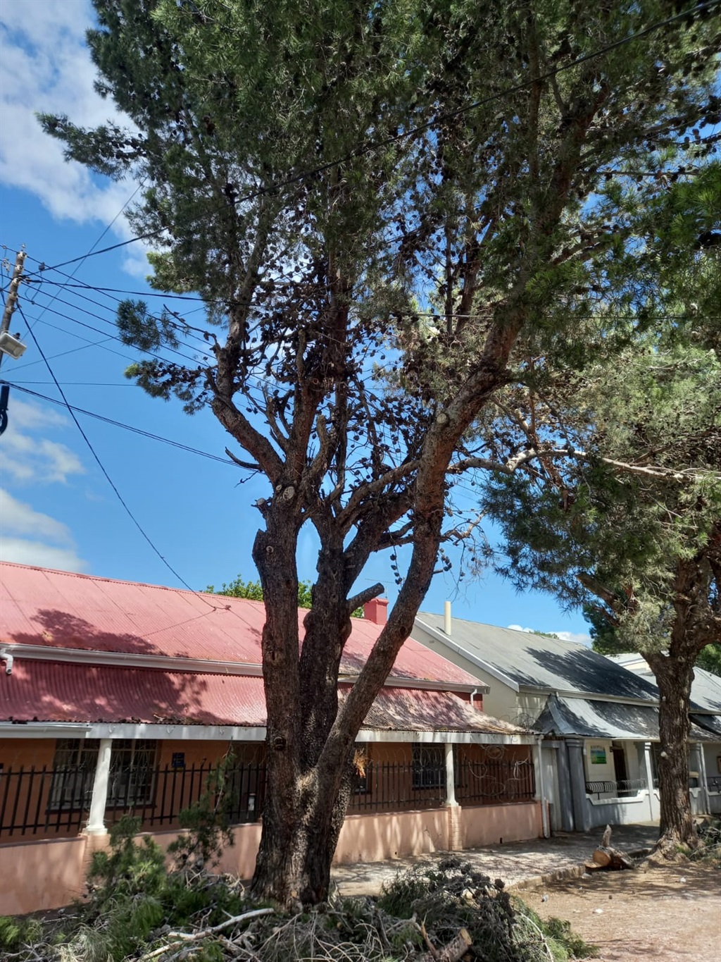 Dié boom is een van vyf in Cawoodstraat, Cradock w