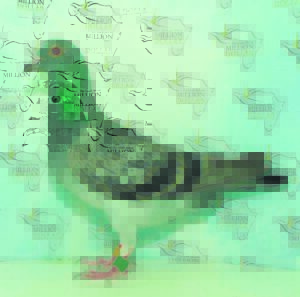 Racing pigeons up for auction this Saturday