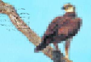 Study on martial eagles in Karoo