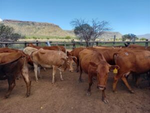 ADVERTORIAL | Elliot Brothers Auctioneers to hold sale in Komani