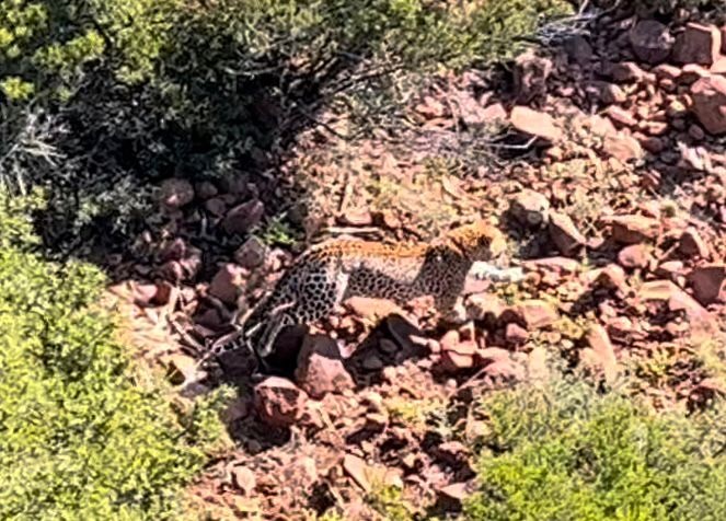 Die luiperd is op kamera vasgevang in die Mount Ca