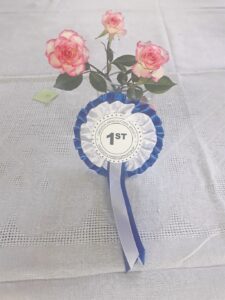 Pragtige rose op skou in Cradock