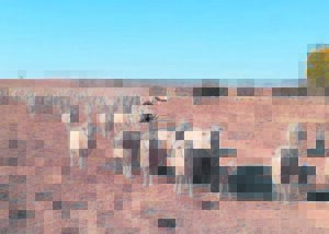 Droogte: Wol- en vleispryse daal skerp