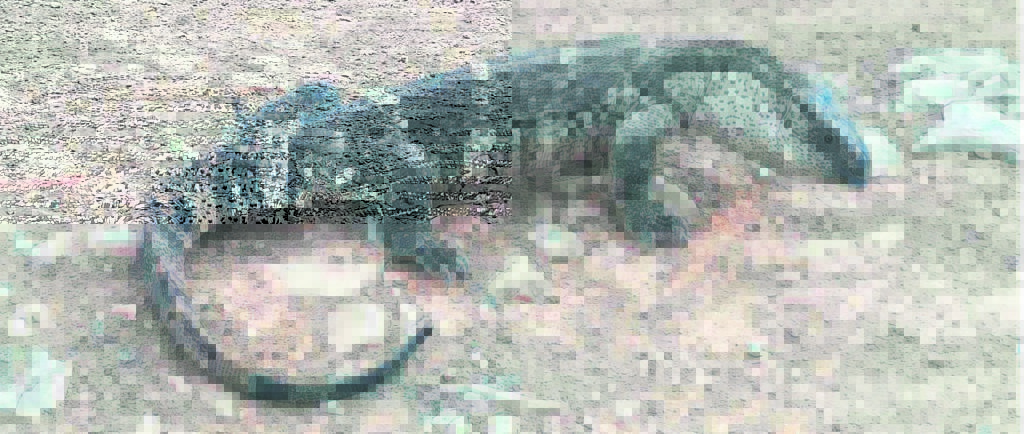 Kliplikkewaan maak vir homself ’n naam op Facebook