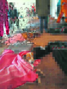 Sterilisasie-veldtog ’n sukses