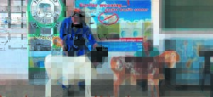 SA grootkampioen persieramme