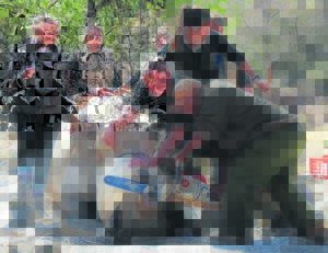 Reserve embarks on dehorning its rhinos