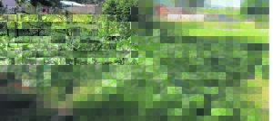 Fort Beaufort juig oor groen tuine ná reën