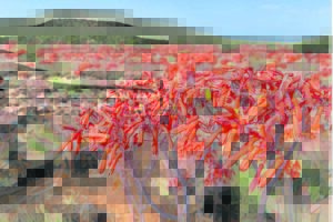 Koraal van prag en praal