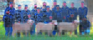 Excellent conception results for Grootfontein merino stud