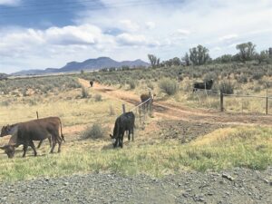 Kommer oor rondloperdiere op nasionale paaie