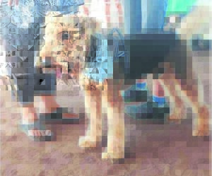 Hondeskou wenner is toe ’n Cradockknaap