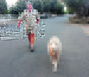 Johann de Beer se Skapie is regte dorpsjapie