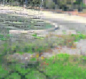 Groen Skerpioene moet help