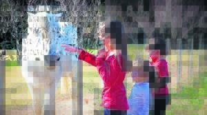 Vakansiepret op die plaas