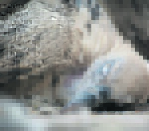 Plea to report distressed or injured vulture chicks