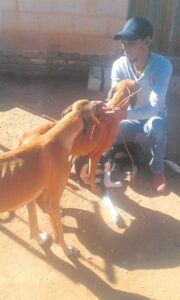 Hofmeyr massa-sterilisasie word beplan