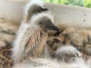 KYK | Voëls in Cradock gered nadat munisipaliteit boomtakke, nes en al, afkap