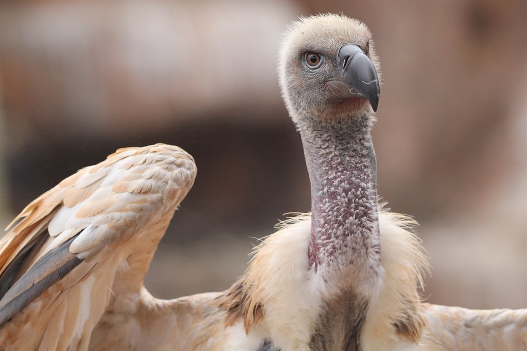 First wild Cape Vulture sighting in over 30 years near Cradock