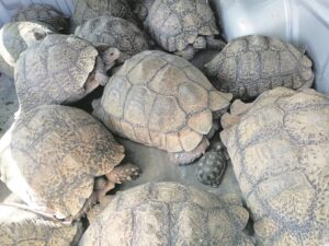 Family saves tortoises dying due to drought