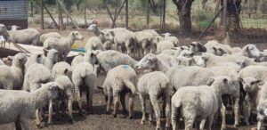 Vyf veediewe vasgetrek ná polisie se flink optrede