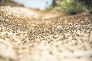 Sprinkane saai nou verwoesting in Cradock-distrik