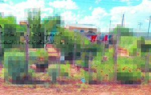 Nou gaan Hofmeyr se oom Basie vorentoe boer danksy skenking van watertenk