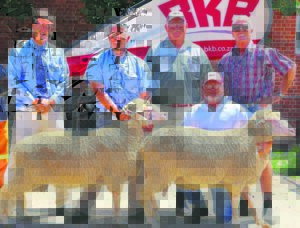 Grootfontein se Dohne-Merino’s haal goeie pryse