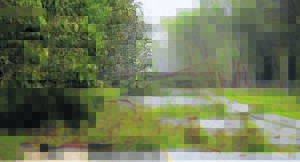 Wind, reën beskadig eeu-oue bome