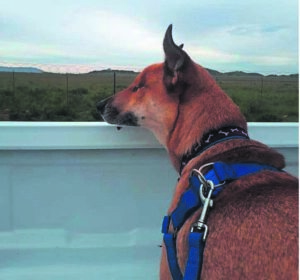 Om ’n engel se hande sterk te maak