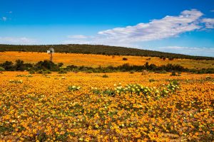 Namakwaland reeds besig om sy blommekleed vir skouspel oop te gooi