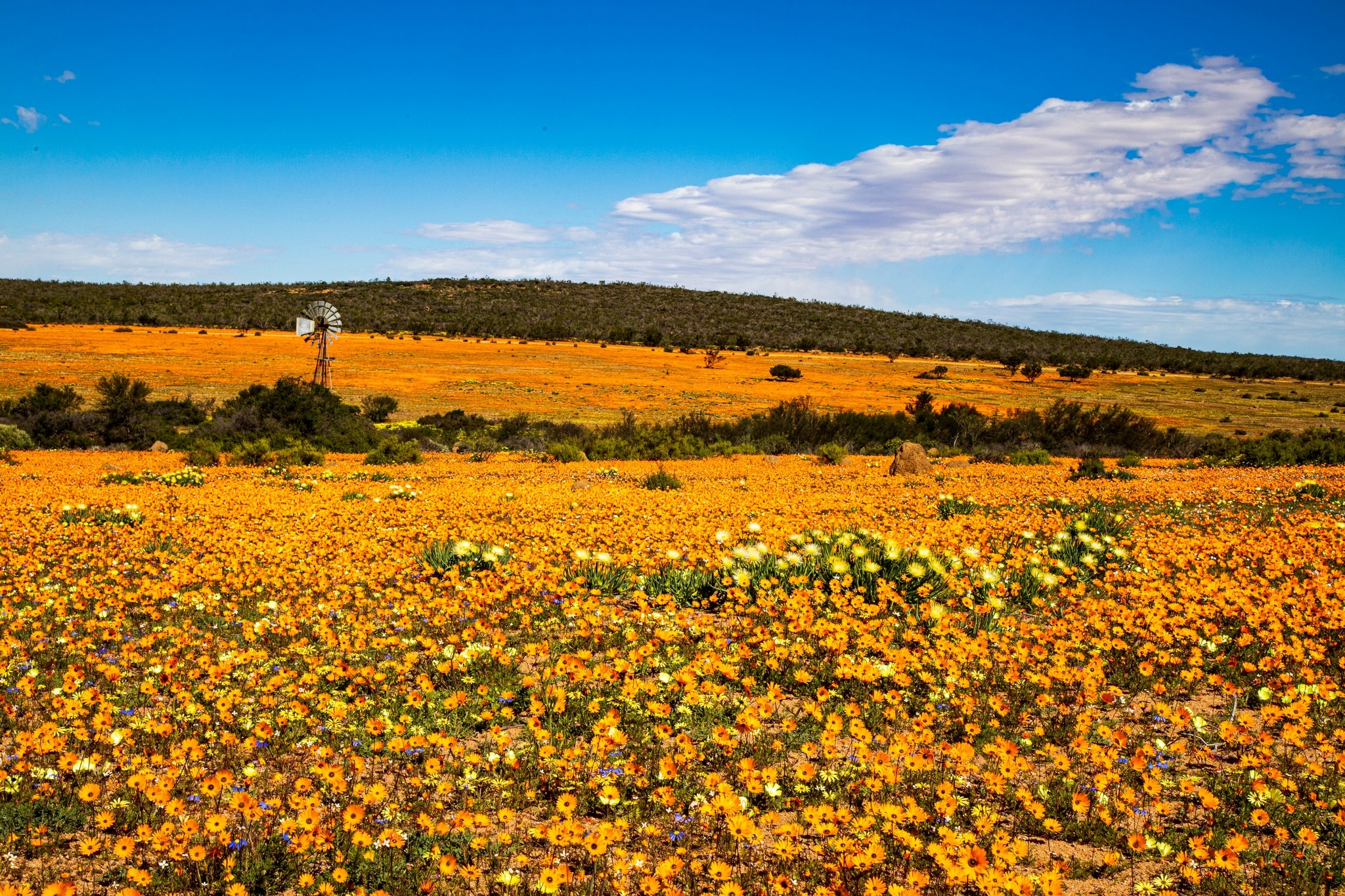 Namakwaland reeds besig om sy blommekleed vir skouspel oop te gooi