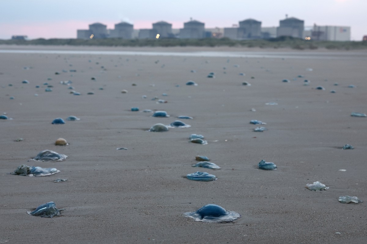 Jellyfish lay on the shore near the Gravelines nuclear power plant in northern France which brought the nuclear plant to a standstill.. Four units at the Gravelines nuclear power plant (Nord) were shut down on August 11, 2025 due to the "massive and unforeseeable presence of jellyfish" in the pumping stations for the water used to cool the reactors, EDF announced. These automatic shutdowns of units 2, 3, 4, and 5 "had no impact on the safety of the facilities, the safety of personnel, or the environment," EDF assured on its website. The plant is thus temporarily completely shut down, as its two other production units, 1 and 5, are currently undergoing maintenance. (Photo by Sameer AL-DOUMY / AFP)